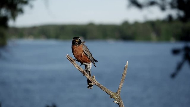 A bird leaves a branch on a sunny day.