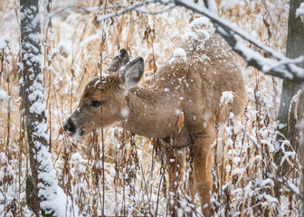 Young whitetail fawn in snow