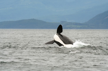 killer whale (orca) breaching