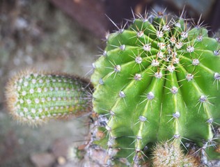 cactus