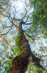Sky seen from a tree in the forest