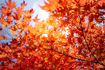 Red acer palmatum, commonly known as palmate maple, Japanese maple or smooth Japanese-maple leaves. Leaves changing its colour when autumn.