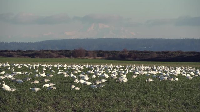 Pacific Northwest Snowgeese 4K UHD. A flock of Snow Geese feed on a farm field. Mount Baker in the background. 4K. UHD.
