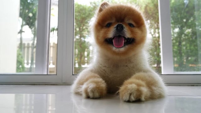 cute pomeranian dog, happy small pet laying on floor of living room