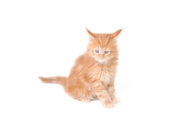 kitten of maine coon on white background