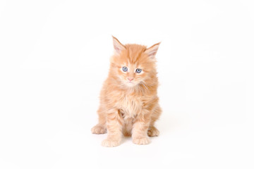 Obraz premium kitten of maine coon on white background