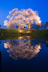 浅井の一本桜
