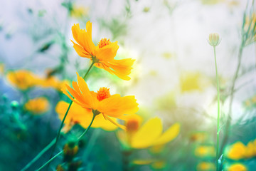 Fototapeta na wymiar beautiful yellow flower field blooming closeup in vintage tone 