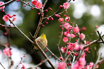 大宰府のめじろ