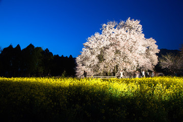 一心行の大桜