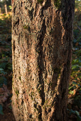Obraz premium Close up of the tree trunk with bark on a sunny day
