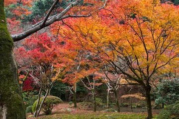Store enrouleur  九年庵の紅葉  © 文久 与古光