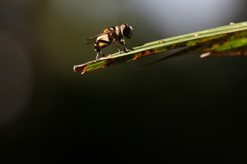 Mosca Macro