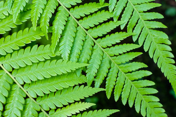 Fern leaves on black background in a garden