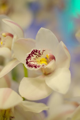 orchid with selective focus