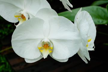 White phalaenopsis orchid flower in a garden on blurred background