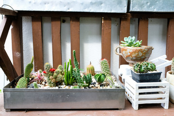 Group of small cactus plant in steel pot in a garden on wooden bench
