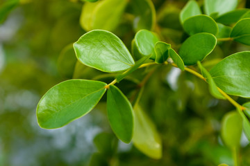 Fototapeta na wymiar Close up green leaves in a garden on blurred background