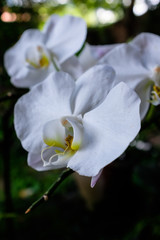 White phalaenopsis orchid flower in a garden on blurred background