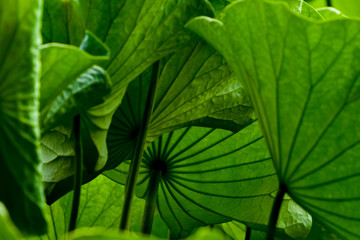 Lotus ( Nelumbo nucifera) leaves