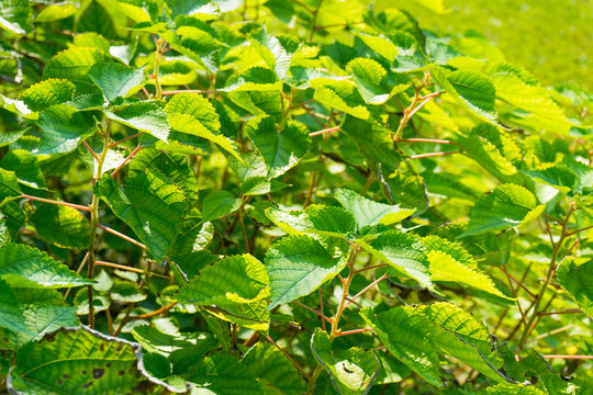 Ramie leaf in spring garden