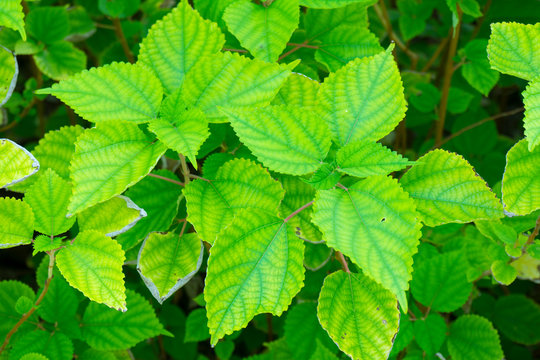 Ramie leaf in spring garden