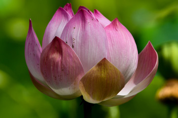 Lotus ( Nelumbo nucifera) plants with pink flower, Mauritius