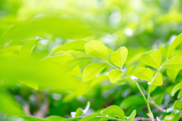Fototapeta na wymiar Background green leaf blur pattern