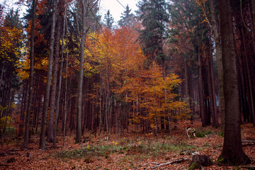 Blick in einem Wald im Herbst