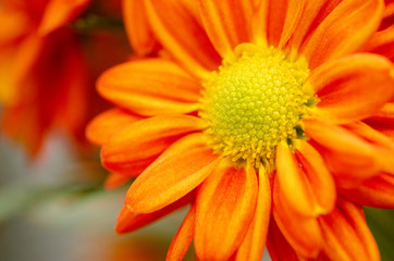 Orange Flower Pattern Background Blur