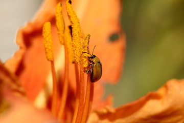 Small leaf beetle collecting pollen from a Day Lily.