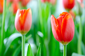 Fototapeta premium Tulip pattern background blurred
