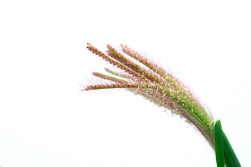 Grass flower see no value But carries a natural beauty.