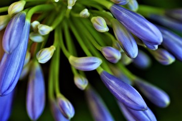 Obraz premium purple flower