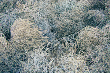 Tumbleweeds