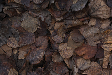 Fall leaves background