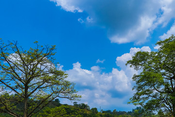 Fototapeta premium Blue sky view through the trees