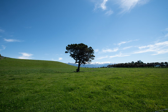 A lone tree in Kaikoura, New Zealand