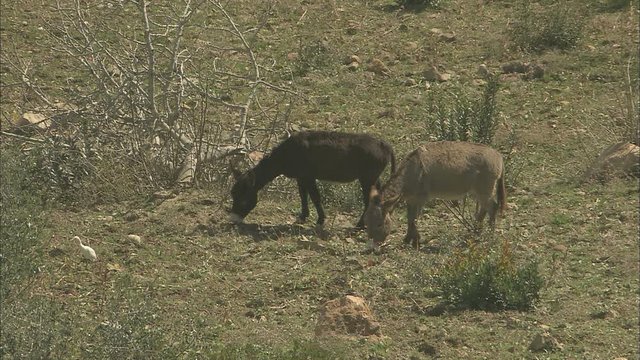 Two donkeys grazing in a field