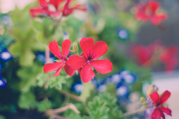 Summer Garden Floral