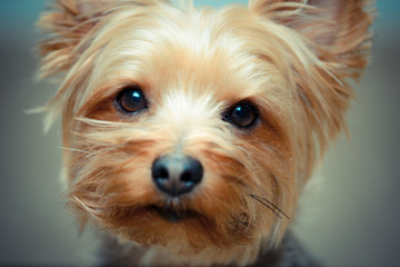 Yorkshire Terrier Close Up Portrait Shot