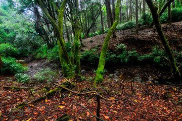 Plaine Sophie nature walk, Mauritius. Tropical forest, trail and nature environment