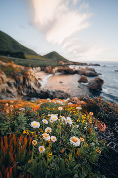 Wildflowers on west coast of California
