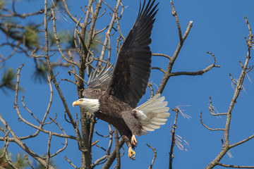 Eagle flying from branch.