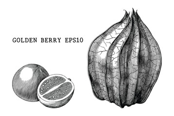 Golden berry vintage engraving illustration isolated on white background