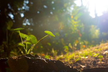 Growing plant . Young plant in the morning and  light on ground background. Small plants on the ground in summer . Photo concept for New life concept and Growing.
