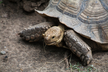 Sulcata  Tortoise / Tortoises as large as No. 3 in the world
