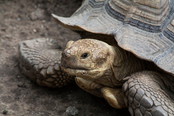 Sulcata  Tortoise / Tortoises as large as No. 3 in the world