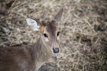 Naklejka na ściany i meble Portrait of deer , Deer / Deer live in the wildlife reserve