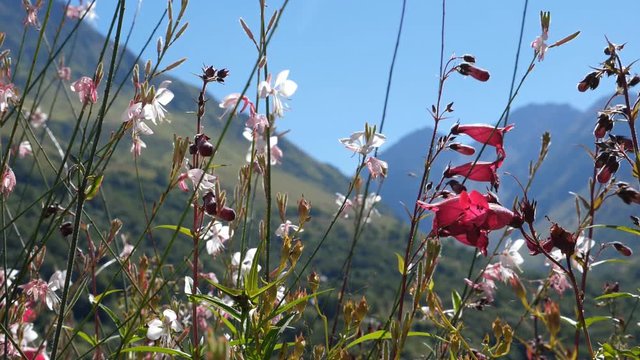 Pink and white sunlit flowers in gentle breeze. Insects flying around. Slow motion. Pyrenees, France.